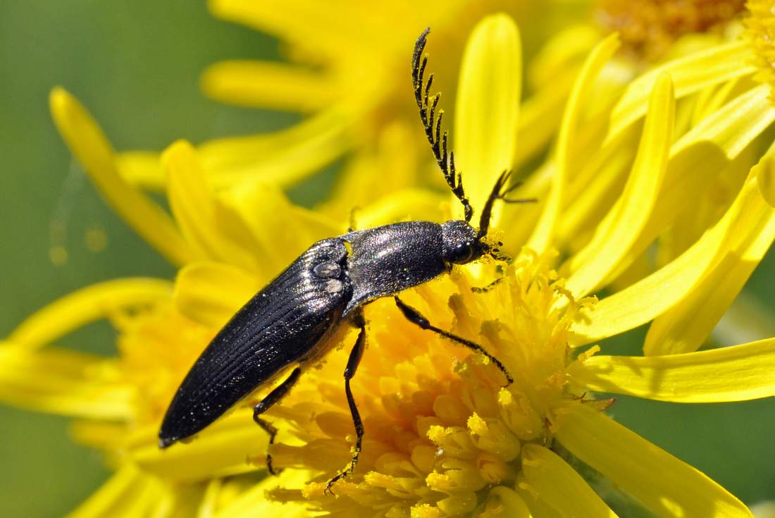 maschio di Ctenicera heyeri (Elateridae)